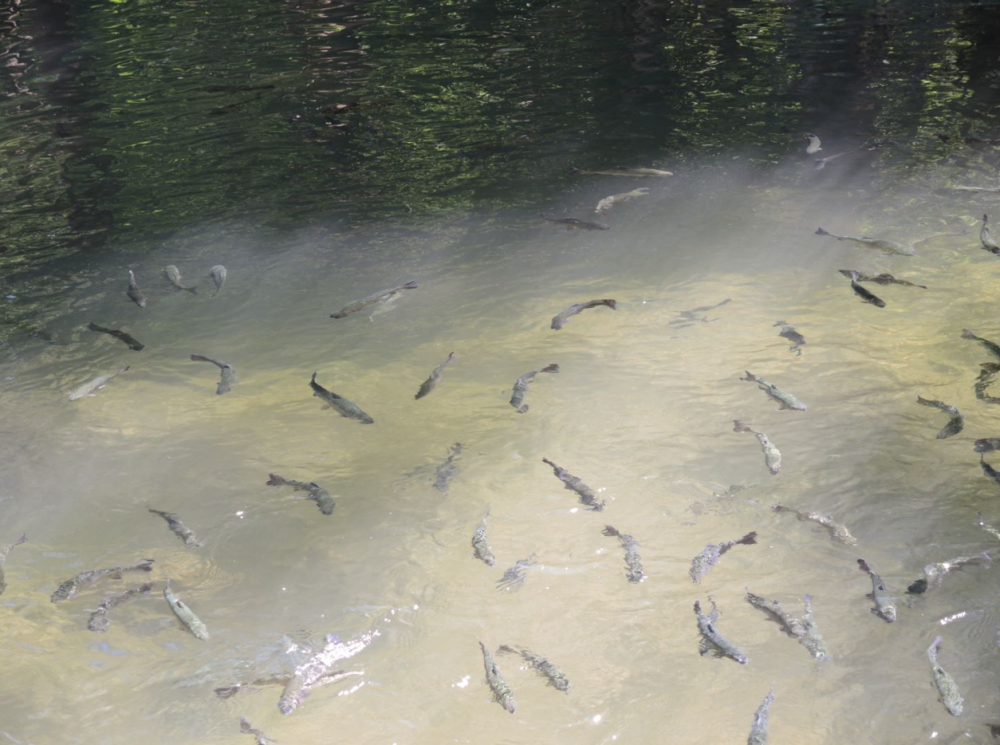poisson eau